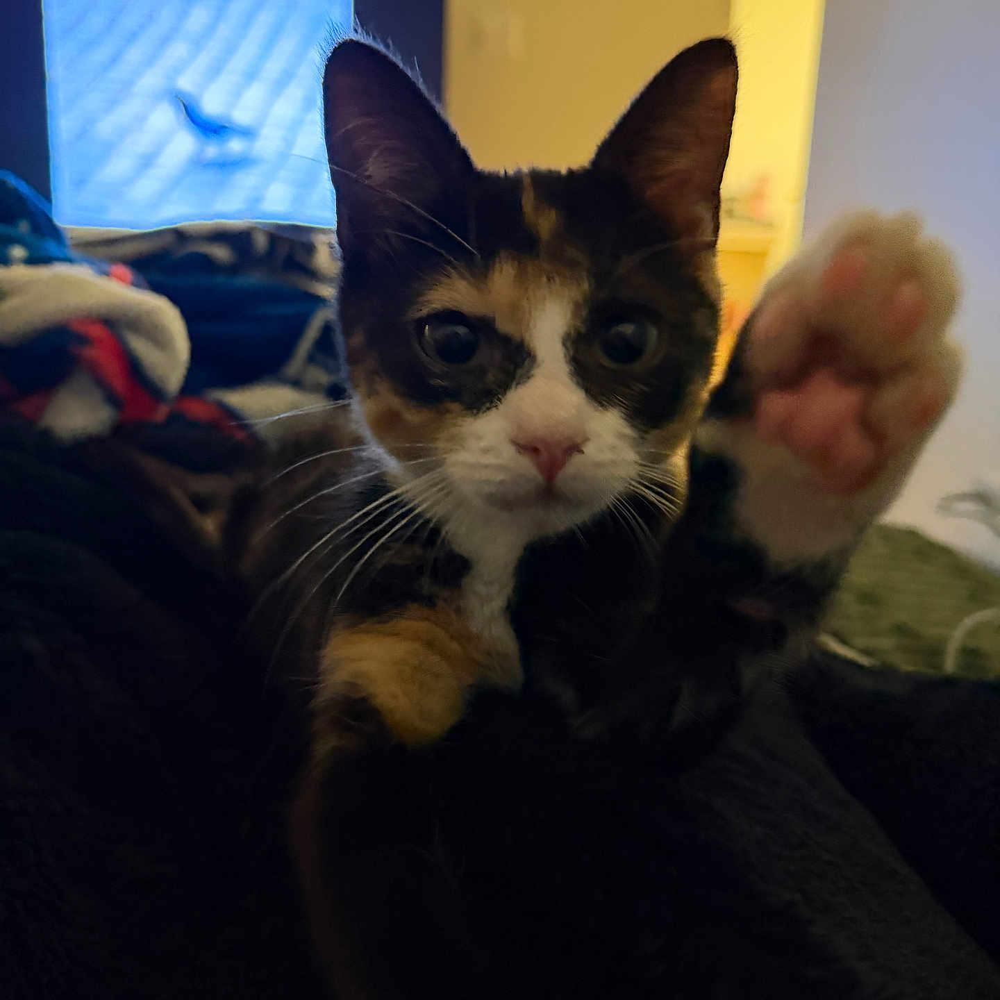 Violet joined the competition — help win amazing prizes! cat, calico_cat, paw, indoor, blanket, window, curious, pet, feline, close_up, whiskers, pink_nose, fur, animal, home, soft_light, cozy, blurred_background, face, looking