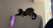 Violet joined the competition — help win amazing prizes! cat, person, indoor, shoulders, back_view, television, pet_bed, furniture, light, room, curly_hair, casual_clothing, relaxation, comfort, home, animal, resting, domestic, living_room, quiet