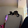 animal, back_view, casual_clothing, cat, comfort, curly_hair, domestic, furniture, home, indoor, light, living_room, person, pet_bed, quiet, relaxation, resting, room, shoulders, television
