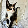 Violet joined the competition — help win amazing prizes! cat, kitten, calico, pet, animal, whiskers, green_eyes, fur, tail, curious, playful, domestic, indoor, soft_background, fabric, white_paw, close_up, young, cute, feline