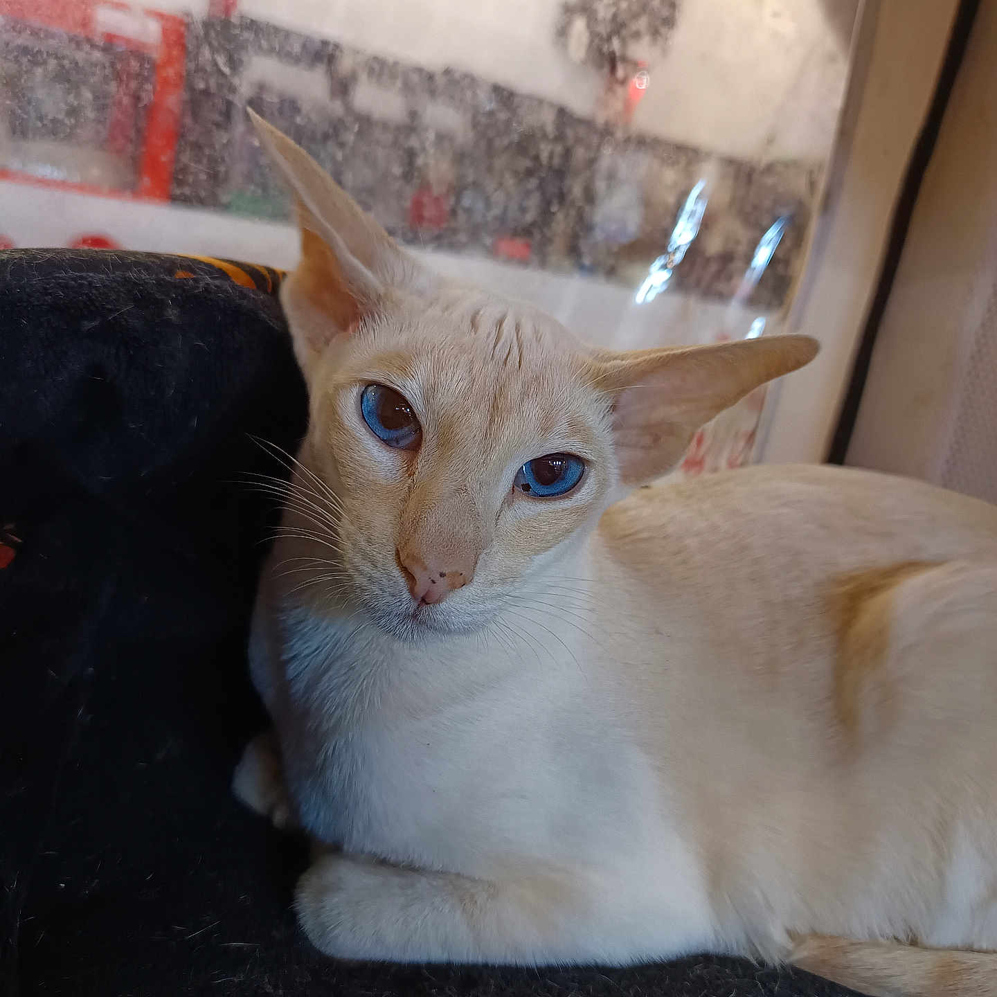 Unakite participe au concours pour gagner de l'argent avec cette photo : animal, blue_eyes, blurred_background, cat, close_up, cream_fur, cute, domestic, ears, feline, fur, indoor, looking_at_camera, pet, portrait, relaxed, resting, soft_texture, whiskers, window