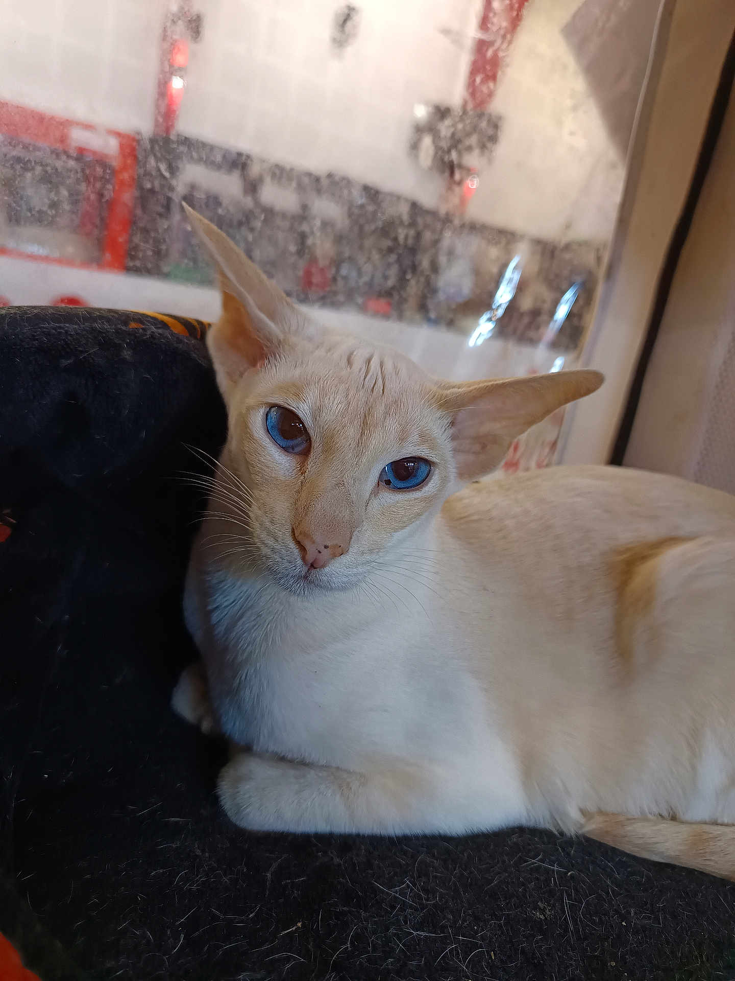 Unakite participe au concours pour gagner de l'argent avec cette photo : cat, blue_eyes, cream_fur, pet, animal, indoor, relaxed, feline, whiskers, portrait, close_up, looking_at_camera, resting, cute, ears, fur, soft_texture, window, blurred_background, domestic