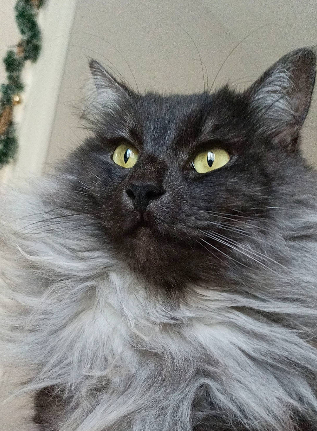 Cooper participe au concours pour gagner de l'argent avec cette photo : black_cat, british_longhair, carnivore, cat, domestic_short_haired_cat, eye, felidae, fur, grey, iris, small_to_medium_sized_cats, snout, tail, terrestrial_animal, whiskers, window