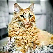 Ninja is registered to the contest to win money with this photo: animal, background_blur, cat, closeup, cute, ears, eyes, feline, fluffy, fur, indoor, looking, mammal, nature, orange_cat, pet, portrait, relaxed, sitting, whiskers