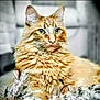 animal, background_blur, cat, closeup, cute, ears, eyes, feline, fluffy, fur, indoor, looking, mammal, nature, orange_cat, pet, portrait, relaxed, sitting, whiskers