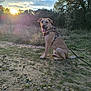 animal, canine, clouds, dog, forest, grass, ground, happy, harness, leash, nature, outdoor, path, pet, sitting, sky, sunlight, sunset, tongue_out, trees