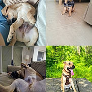 Tay a rejoint le concours — aidez-le/la à gagner de superbes lots ! canine, couch, dog, floor, greenery, happy, harness, home, indoor, lying_down, nature, outdoor, pet, playful, puppy, relaxed, sitting, stone_surface, tan_dog, tongue_out