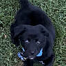 Oreo joined the competition — help win amazing prizes! puppy, dog, black_dog, grass, leash, collar, outdoor, pet, animal, playful, young_dog, canine, grass_lawn, blue_collar, blue_leash, looking_up, cute, pet_accessory, daylight, nature