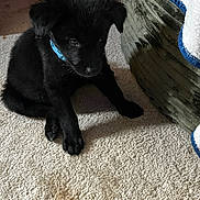 Oreo joined the competition — help win amazing prizes! puppy, black_dog, blue_collar, carpet, indoor, furniture, towel, pet, animal, cute, small_dog, sitting, shy, young, domestic, cozy, floor, home, portrait, animal_portrait