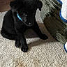 puppy, black_dog, blue_collar, carpet, indoor, furniture, towel, pet, animal, cute, small_dog, sitting, shy, young, domestic, cozy, floor, home, portrait, animal_portrait