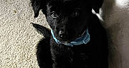 Oreo joined the competition — help win amazing prizes! puppy, dog, black_fur, collar, carpet, blanket, indoor, cute, pet, sitting, young, fur, animal, companion, domestic, front_paws, curious, small, adorable, household