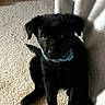 puppy, dog, black_fur, collar, carpet, blanket, indoor, cute, pet, sitting, young, fur, animal, companion, domestic, front_paws, curious, small, adorable, household