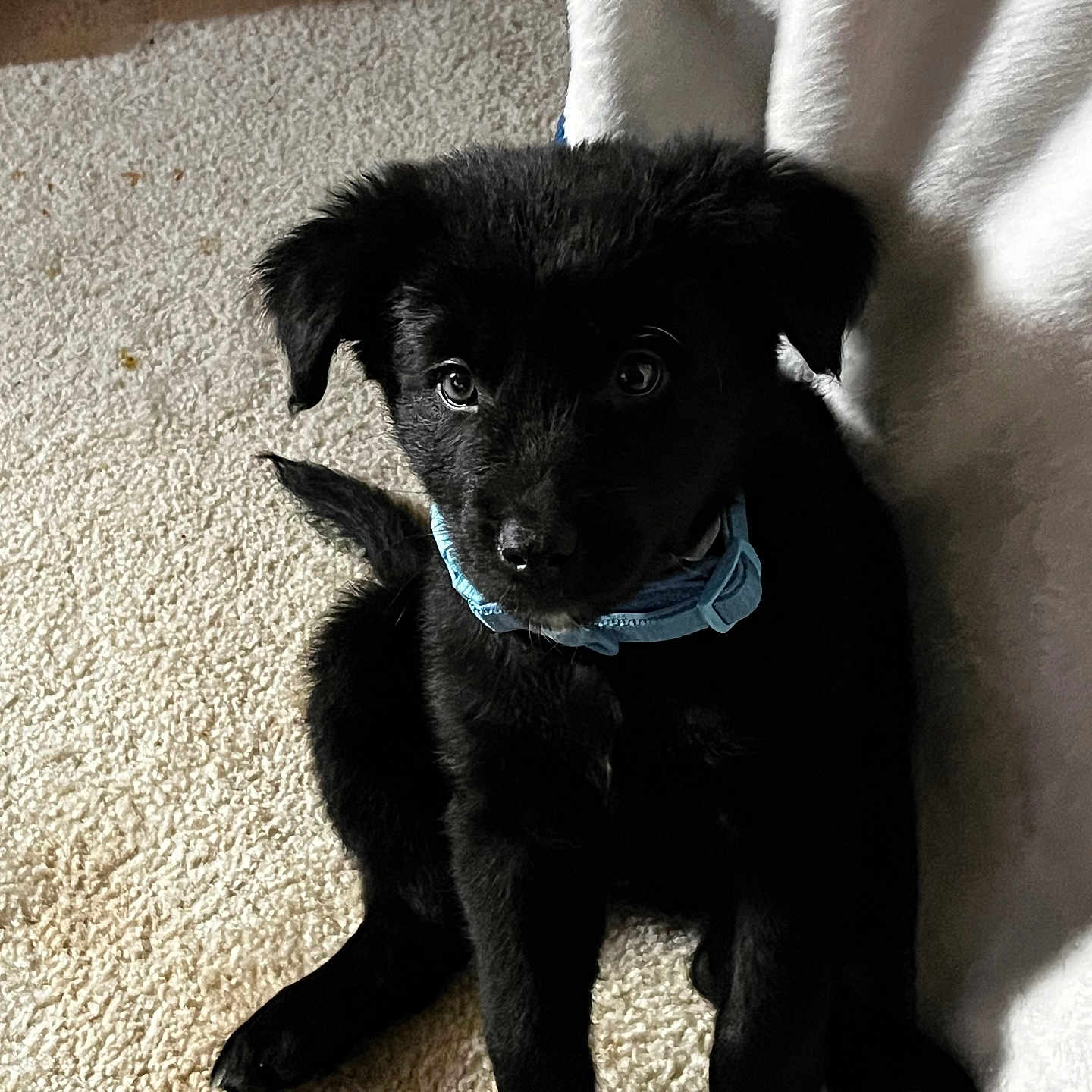 Oreo
