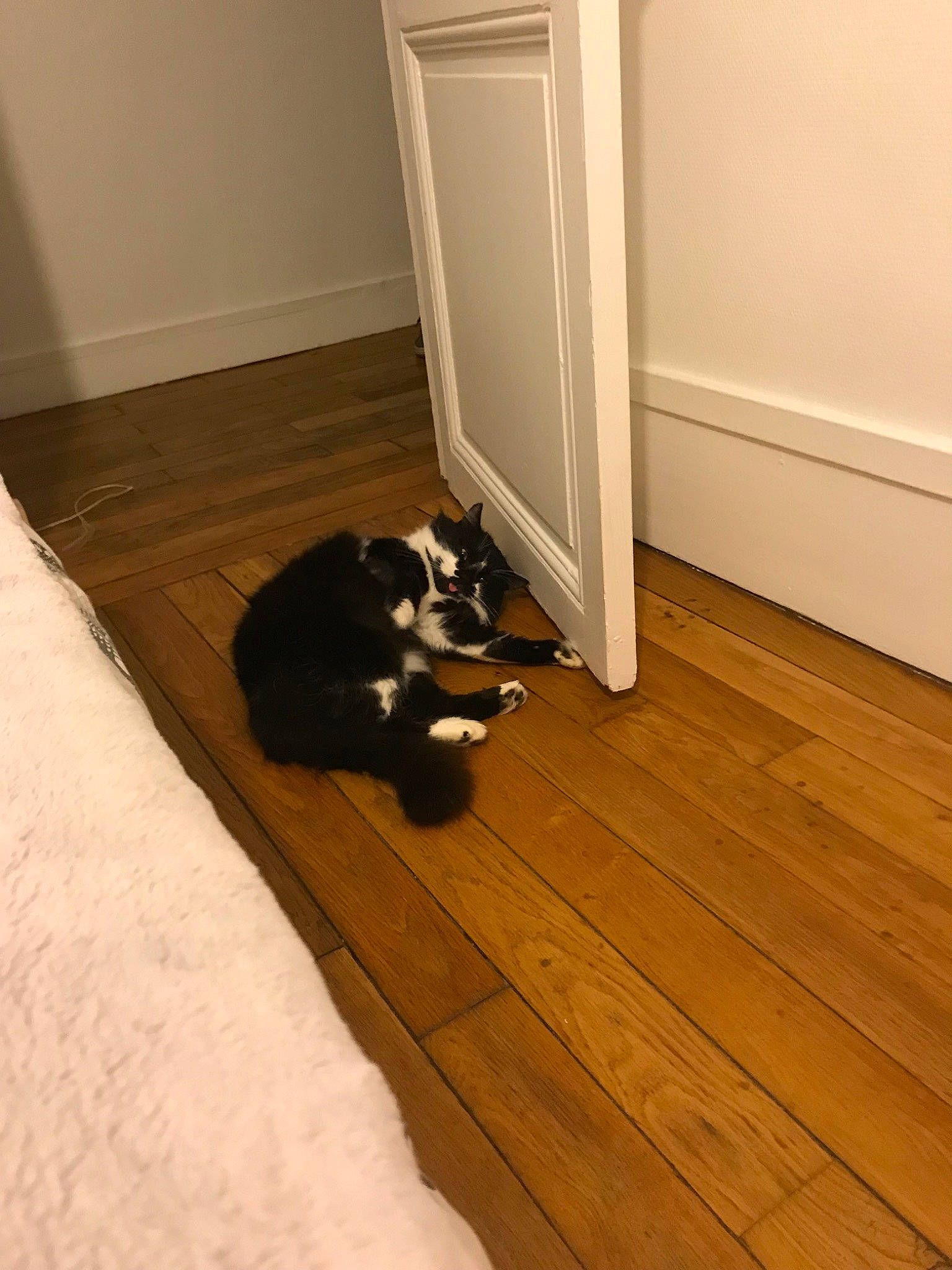 Alphonse a rejoint le concours — aidez-le/la à gagner de superbes lots ! black_cat, canidae, carnivore, cat, door, felidae, floor, flooring, hardwood, home, laminate_flooring, plywood, room, small_to_medium_sized_cats, tail, tile, wood, wood_flooring, wood_stain