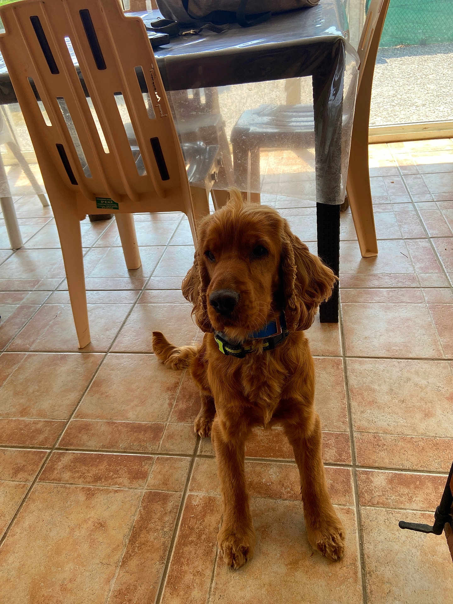 Uly participe au concours pour gagner de l'argent avec cette photo : dog, golden_brown, sitting, tile_floor, plastic_chair, table, indoor, collar, ears, sunlight, shadow, pet, animal, fur, looking, domestic, floor_tiles, legs, quiet, obedient