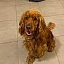 Uly a rejoint le concours — aidez-le/la à gagner de superbes lots ! dog, golden_brown, long_fur, wavy_fur, sitting, indoor, tile_floor, pet, canine, happy, tongue_out, looking_up, fur, animal, companion, domestic, friendly, cute, house, smiling