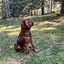 Uly participe au concours pour gagner de l'argent avec cette photo : animal, brown_dog, canine, daylight, dog, forest, fur, grass, leash, muzzle, nature, outdoor, park, pet, quiet, shadows, sitting, sunlight, trees, woodland