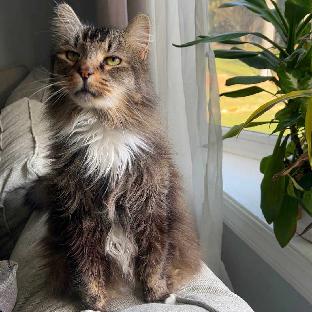 Wayne is registered to the contest to win money with this photo: abyssinian, animal, architecture, building, cat, couch, cushion, furniture, homedecor, indoors, kitten, leaf, linen, livingroom, manx, pet, plant, pottedplant, room, window