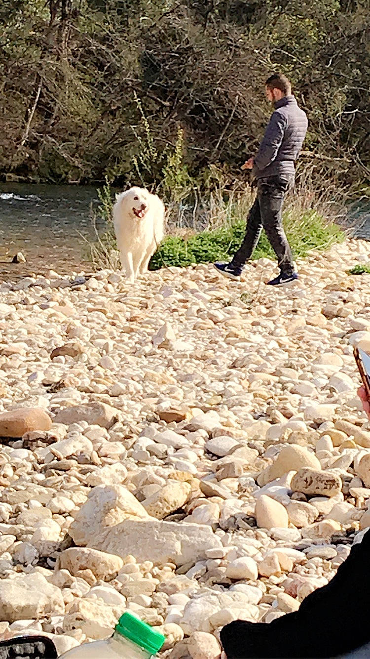 Milou ? a rejoint le concours — aidez-le/la à gagner de superbes lots ! adventure, bedrock, carnivore, cobblestone, companion_dog, dog, dog_breed, grass, landscape, leisure, pebble, people_in_nature, plant, recreation, rock, soil, tree, walking, wildlife, working_animal