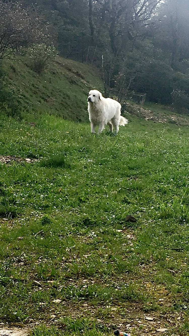 Milou ? a rejoint le concours — aidez-le/la à gagner de superbes lots ! carnivore, companion_dog, dog_breed, field, grass, grassland, grazing, groundcover, landscape, lawn, livestock, meadow, natural_landscape, pasture, plant, sheep, tail, tree, working_animal