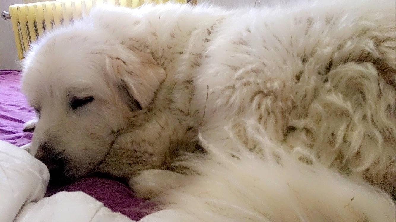 Milou ? a rejoint le concours — aidez-le/la à gagner de superbes lots ! canidae, carnivore, comfort, companion_dog, dog, dog_breed, fur, great_pyrenees, kuvasz, livestock_guardian_dog, maremma_sheepdog, non_sporting_group, polish_tatra_sheepdog, puppy, retriever, snout, sporting_group, terrestrial_animal, whiskers, working_animal