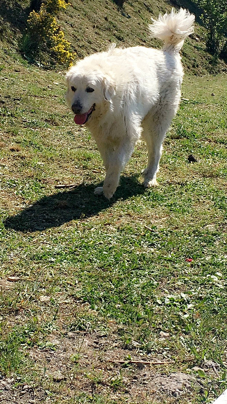 Milou participe au concours pour gagner de l'argent avec cette photo : canidae, carnivore, companion_dog, dog, dog_breed, grass, grassland, great_pyrenees, kuvasz, non_sporting_group, pasture, polish_tatra_sheepdog, sporting_group, tail, terrestrial_animal, working_animal