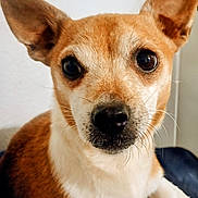 Baby is registered to the contest to win money with this photo: dog, close_up, portrait, brown, white, ears, eyes, pet, animal, cute, canine, fur, face, whiskers, indoors, looking_at_camera, friendly, domestic_animal, snout, alert