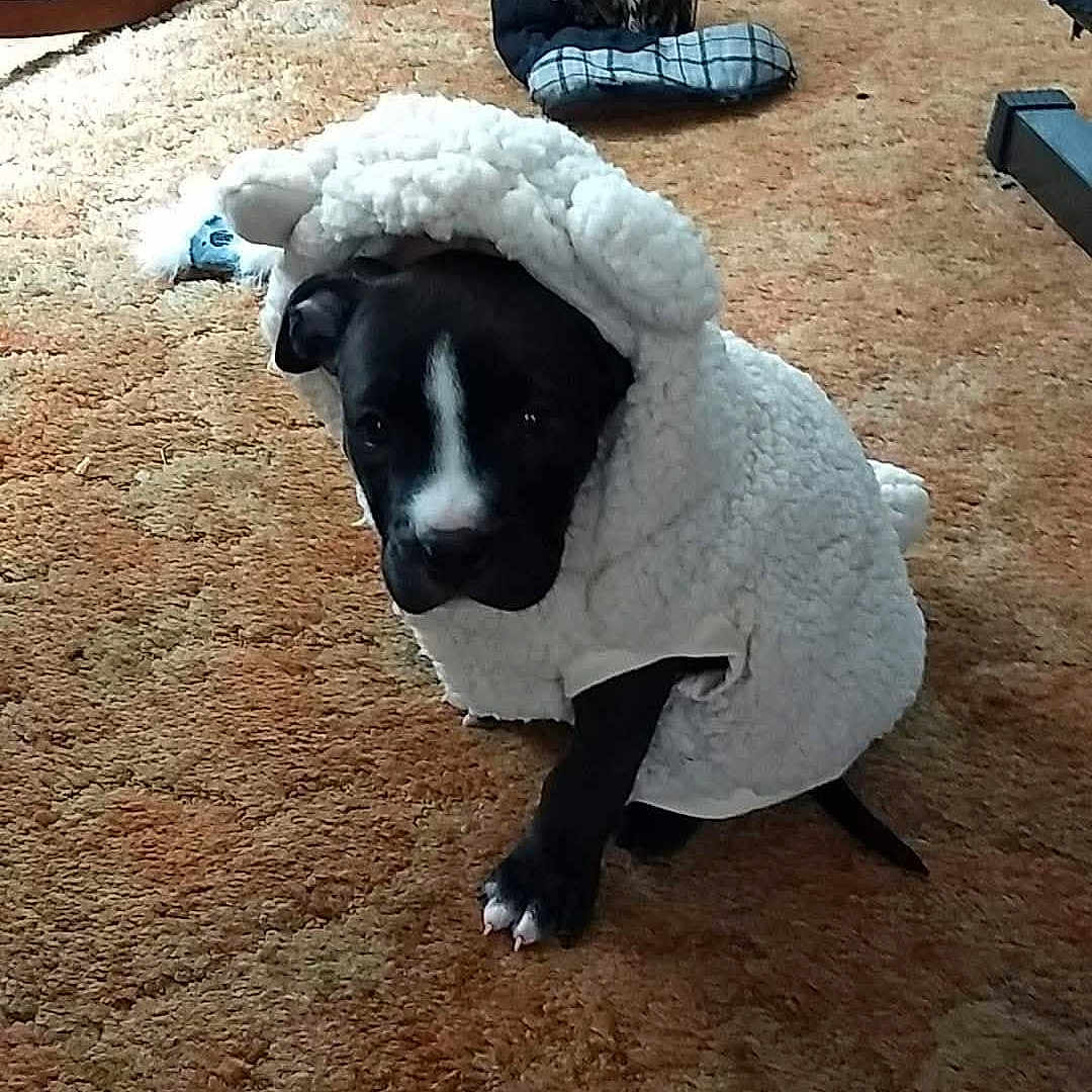 Boots joined the competition — help win amazing prizes! puppy, dog, black_and_white, pet, animal, costume, blanket, fluffy, carpet, indoors, portrait, sitting, face, eyes, nose, paws, toys, rocking_chair, home, funny