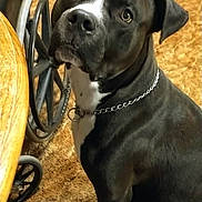 Boots is registered to the contest to win money with this photo: dog, black_dog, pet, canine, sitting, head_tilt, portrait, close_up, indoors, home, kitchen, wooden_table, metal_chair, tile_floor, collar, chain_collar, white_chest, white_marking, looking_at_camera, curious