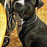 dog, black_dog, pet, canine, sitting, head_tilt, portrait, close_up, indoors, home, kitchen, wooden_table, metal_chair, tile_floor, collar, chain_collar, white_chest, white_marking, looking_at_camera, curious