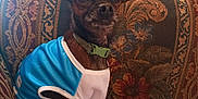 Rex is registered to the contest to win money with this photo: dog, small_dog, pet, indoor, couch, blanket, blue_jersey, brown_dog, ears, looking, seated, collar, furniture, patterned, home, cozy, animal, portrait, sitting, cute