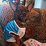 dog, small_dog, pet, indoor, couch, blanket, blue_jersey, brown_dog, ears, looking, seated, collar, furniture, patterned, home, cozy, animal, portrait, sitting, cute
