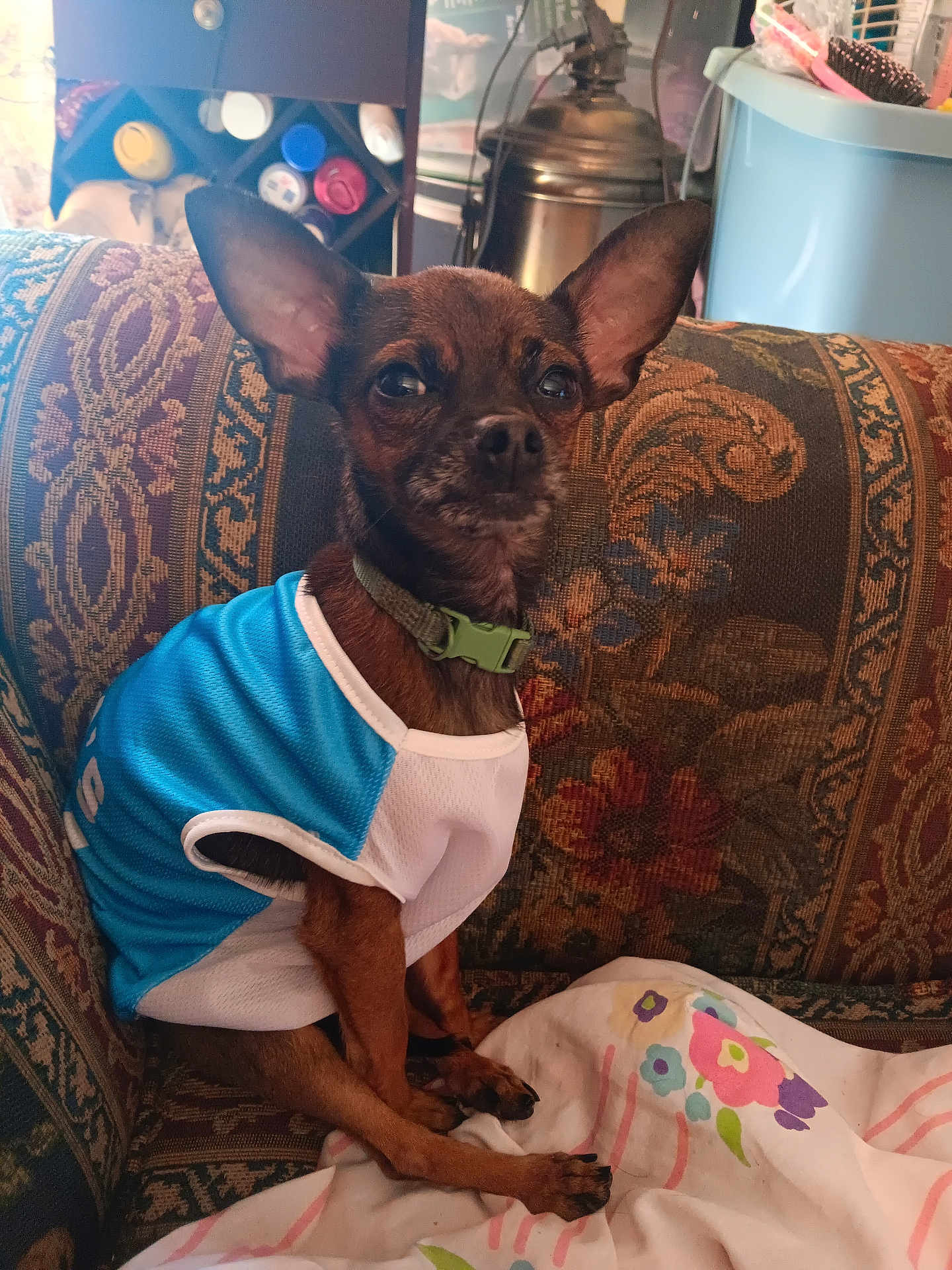 Rex is registered to the contest to win money with this photo: dog, small_dog, pet, indoor, couch, blanket, blue_jersey, brown_dog, ears, looking, seated, collar, furniture, patterned, home, cozy, animal, portrait, sitting, cute