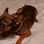 Rex is registered to the contest to win money with this photo: dog, toy, bed, quilt, brown_dog, small_dog, pet, indoor, playful, chewing, fur, ears, collar, animal, mammal, cute, snout, paw, lying_down, colorful_toy