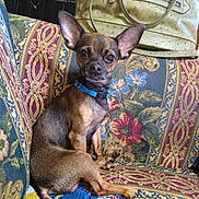 Rex joined the competition — help win amazing prizes! dog, small_dog, indoor, couch, patterned_fabric, blue_collar, handbag, pet, animal, seated, ears, brown_fur, tail, domestic_animal, closeup, furniture, relaxed, companion, household, portrait