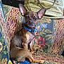 dog, small_dog, indoor, couch, patterned_fabric, blue_collar, handbag, pet, animal, seated, ears, brown_fur, tail, domestic_animal, closeup, furniture, relaxed, companion, household, portrait
