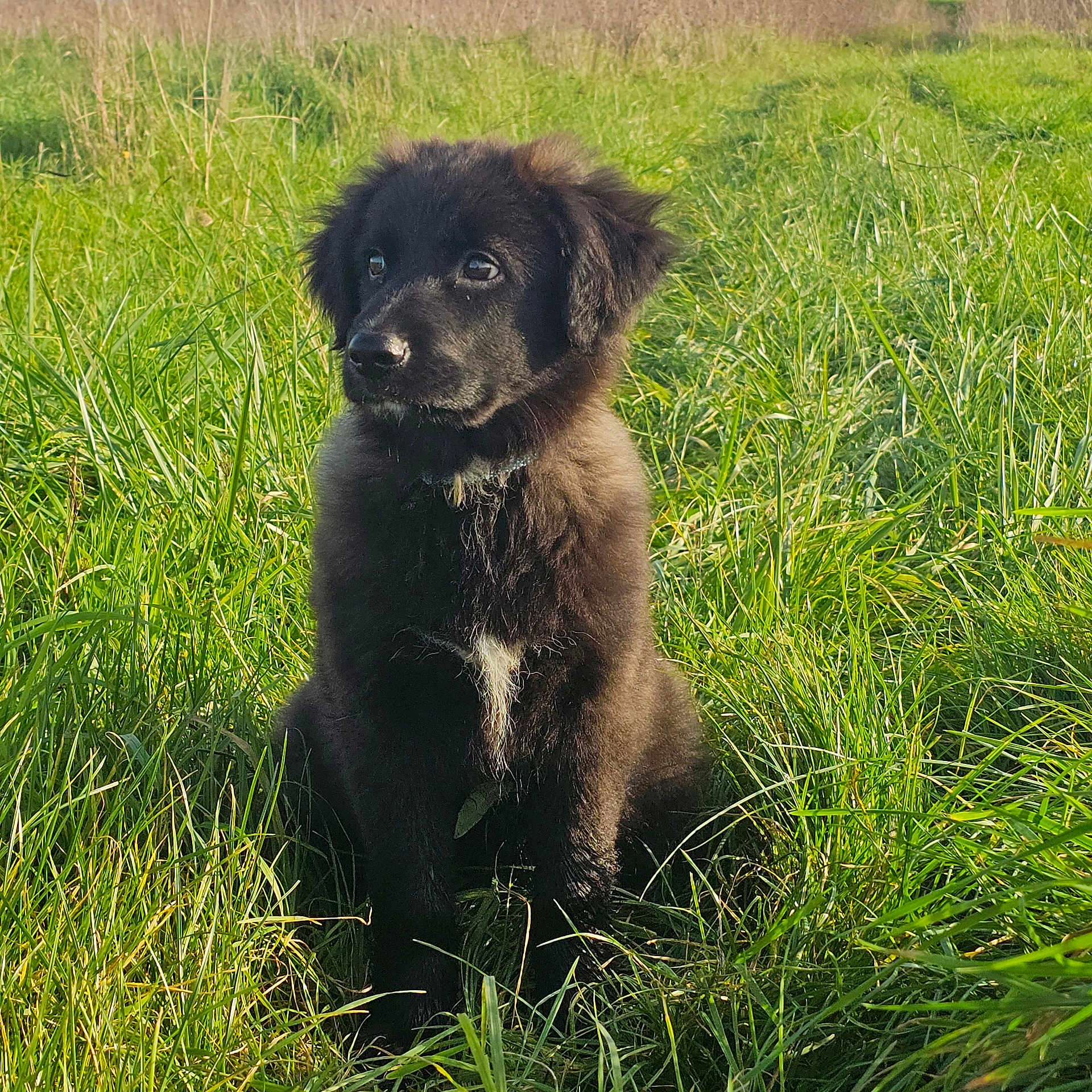 Moshi a rejoint le concours — aidez-le/la à gagner de superbes lots ! animal, canine, cockerspaniel, countryside, dog, field, goldenretriever, grass, grassland, green, labradorretriever, meadow, nature, newfoundland, outdoors, pet, plant, puppy, rural, vegetation