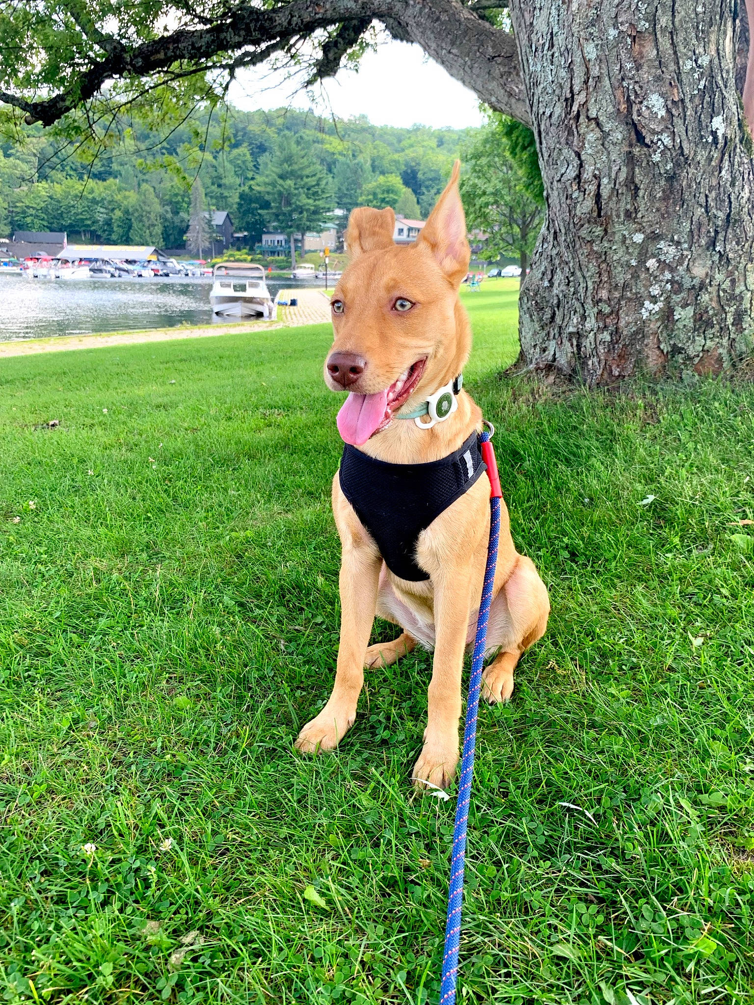 Harper joined the competition — help win amazing prizes! canidae, carnivore, collar, companion_dog, dog, dog_breed, dog_clothes, dog_supply, fawn, grass, leash, plant, recreation, sky, snout, sporting_group, tail, toy, tree, working_animal