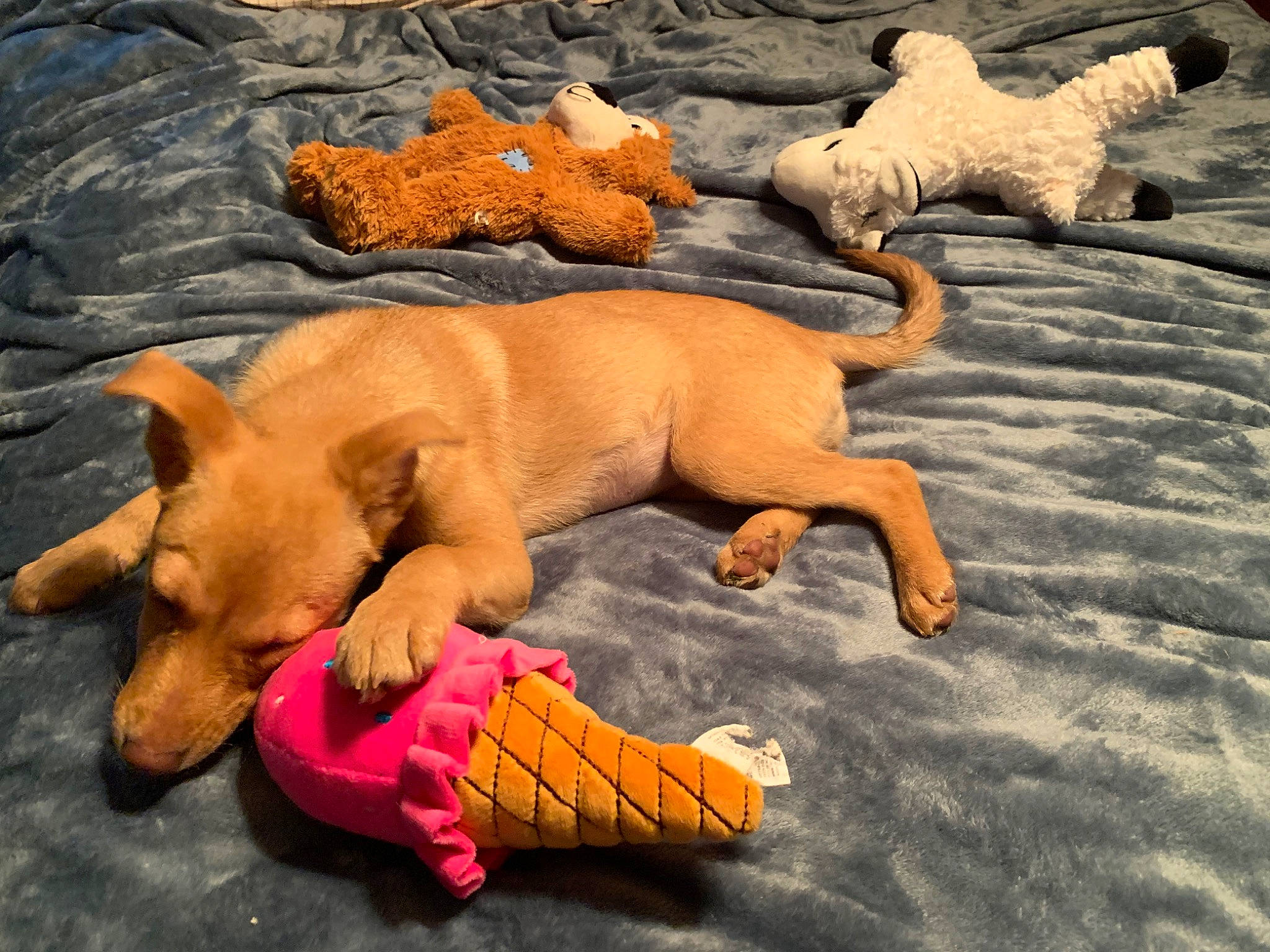 Harper is registered to the contest to win money with this photo: canidae, carnivore, comfort, companion_dog, dog, dog_breed, dog_supply, dog_toy, fawn, guard_dog, mammal, nap, paw, sand, snout, sporting_group, tail, vertebrate, wood, working_animal