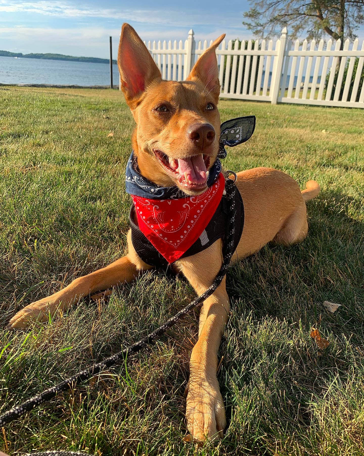 Harper joined the competition — help win amazing prizes! canidae, carnivore, cloud, companion_dog, dog, dog_breed, dog_clothes, dog_sports, dog_supply, fawn, fence, grass, holiday, people_in_nature, plant, sky, sporting_group, sunglasses, tail, tree