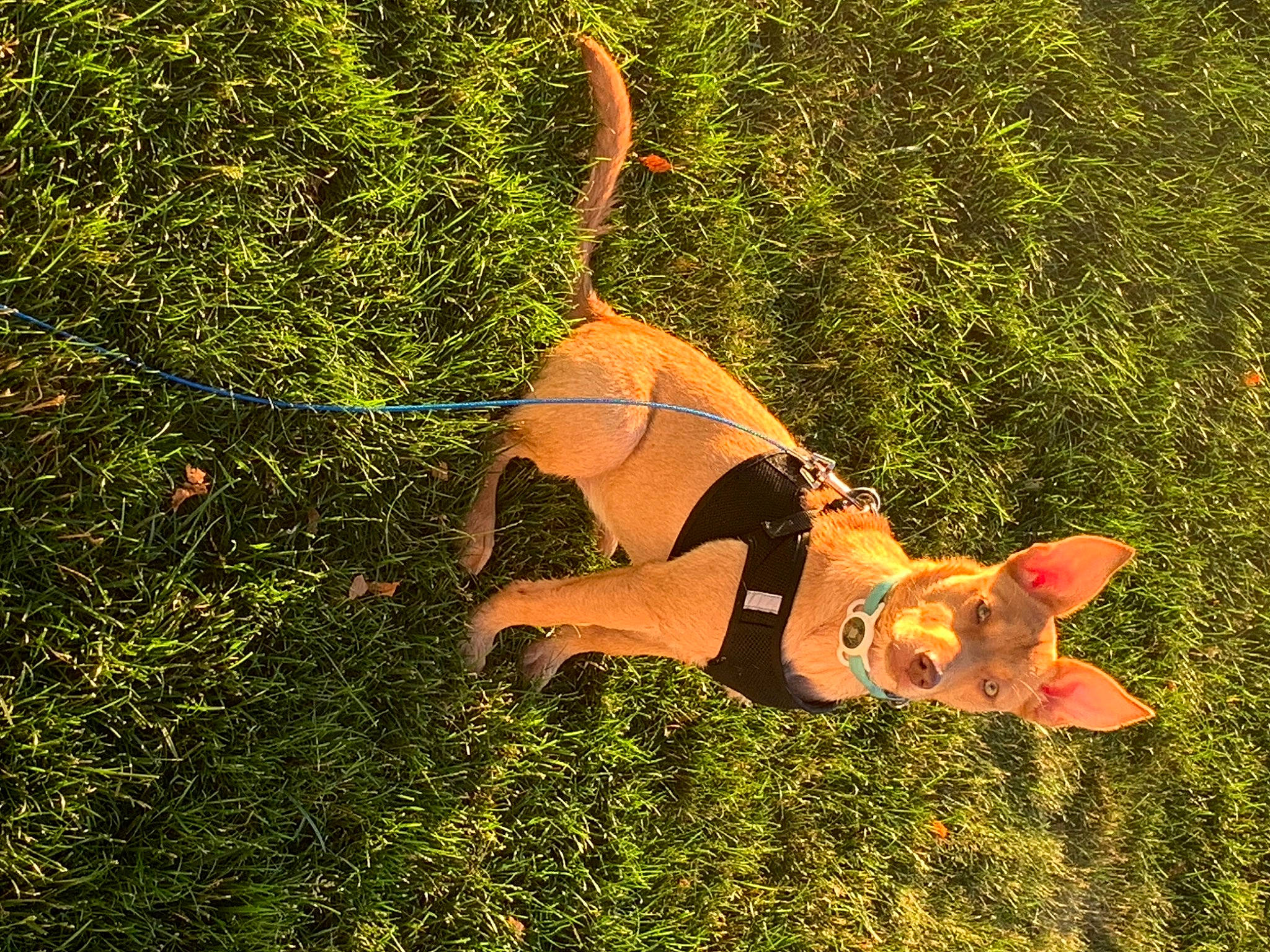 Harper joined the competition — help win amazing prizes! art, canidae, carnivore, fawn, fictional_character, grass, grassland, happy, jungle, leisure, people_in_nature, plant, recreation, soil, tail, terrestrial_animal, tree, trunk, wildlife, wood