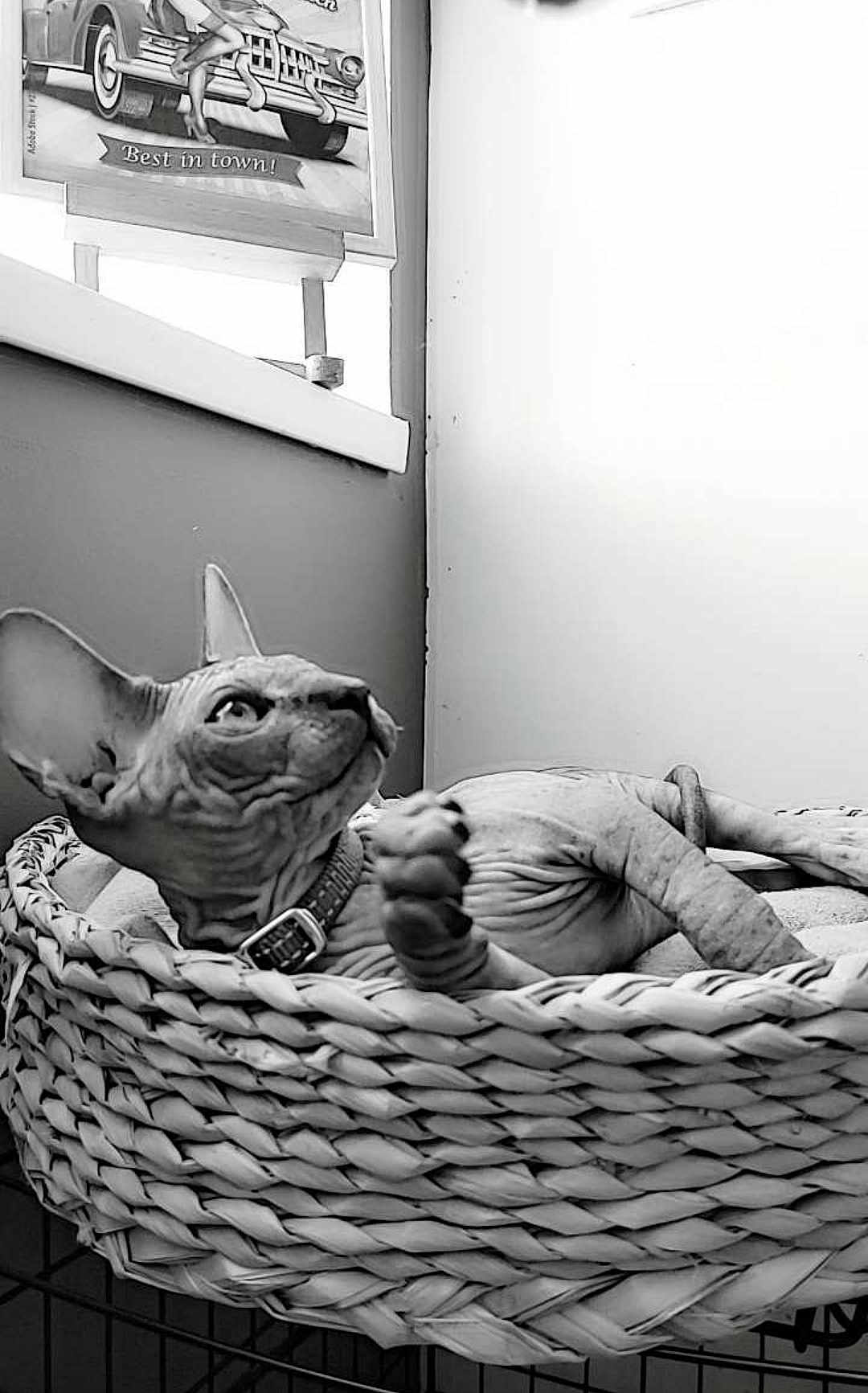 Ramsès participe au concours pour gagner de l'argent avec cette photo : sphynx_cat, cat, pet, basket, woven_basket, indoor, black_and_white, curious, wrinkled_skin, collar, feline, resting, animal, texture, wall, poster, vintage_poster, looking_up, close_up, domestic_animal
