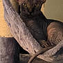 cat, sphynx_cat, pet, indoor, feline, cat_tree, hammock, furniture, wrinkled_skin, large_ears, yellow_eyes, curious, relaxed, furry_texture, cozy, animal, domestic, cute, resting, closeup