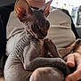 Ramsès participe au concours pour gagner de l'argent avec cette photo : cat, sphynx_cat, hairless_cat, pet, animal, person, hand, wrinkled_skin, ears, indoor, window, shirt, toyota, holding, closeup, portrait, light, blurred_background, diner_sign, skin_texture