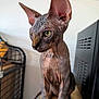 Ramsès participe au concours pour gagner de l'argent avec cette photo : sphynx_cat, cat, pet, indoor, animal, wrinkled_skin, ears, yellow_eyes, wooden_surface, cage, computer_tower, feline, curious, sitting, closeup, portrait, domestic_animal, hairless_cat, focused, side_view
