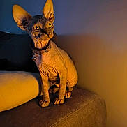 Ramsès participe au concours pour gagner de l'argent avec cette photo : sphynx_cat, cat, hairless, pet, indoor, couch, furniture, orange_light, shadow, ears, wrinkles, collar, animal, mammal, domestic_animal, portrait, sitting, looking_away, closeup, cozy