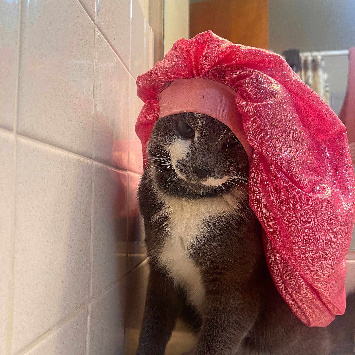 Jax joined the competition — help win amazing prizes! animal, bathroom, cat, closeup, countertop, cute, domestic_cat, feline, fur, gray_cat, headwear, indoor, paws, pet, pink_bonnet, portrait, sitting, tiles, whiskers, white_paws