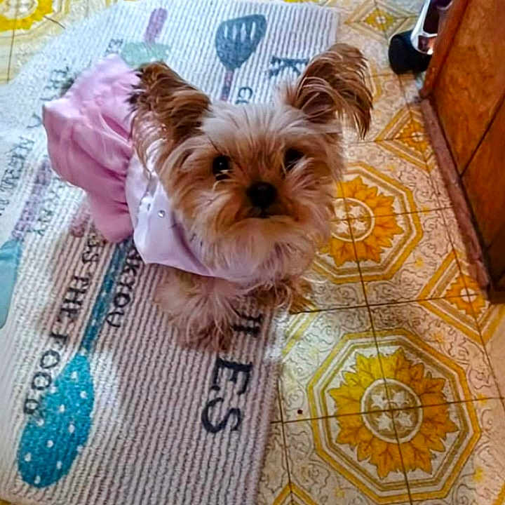 Peaches is registered to the contest to win money with this photo: adorable, animal, companion, curious, cute, dog, domestic, ears, floor, fur, home, indoor, kitchen, looking_up, mat, pet, pink_clothing, puppy, small_dog, tile_floor