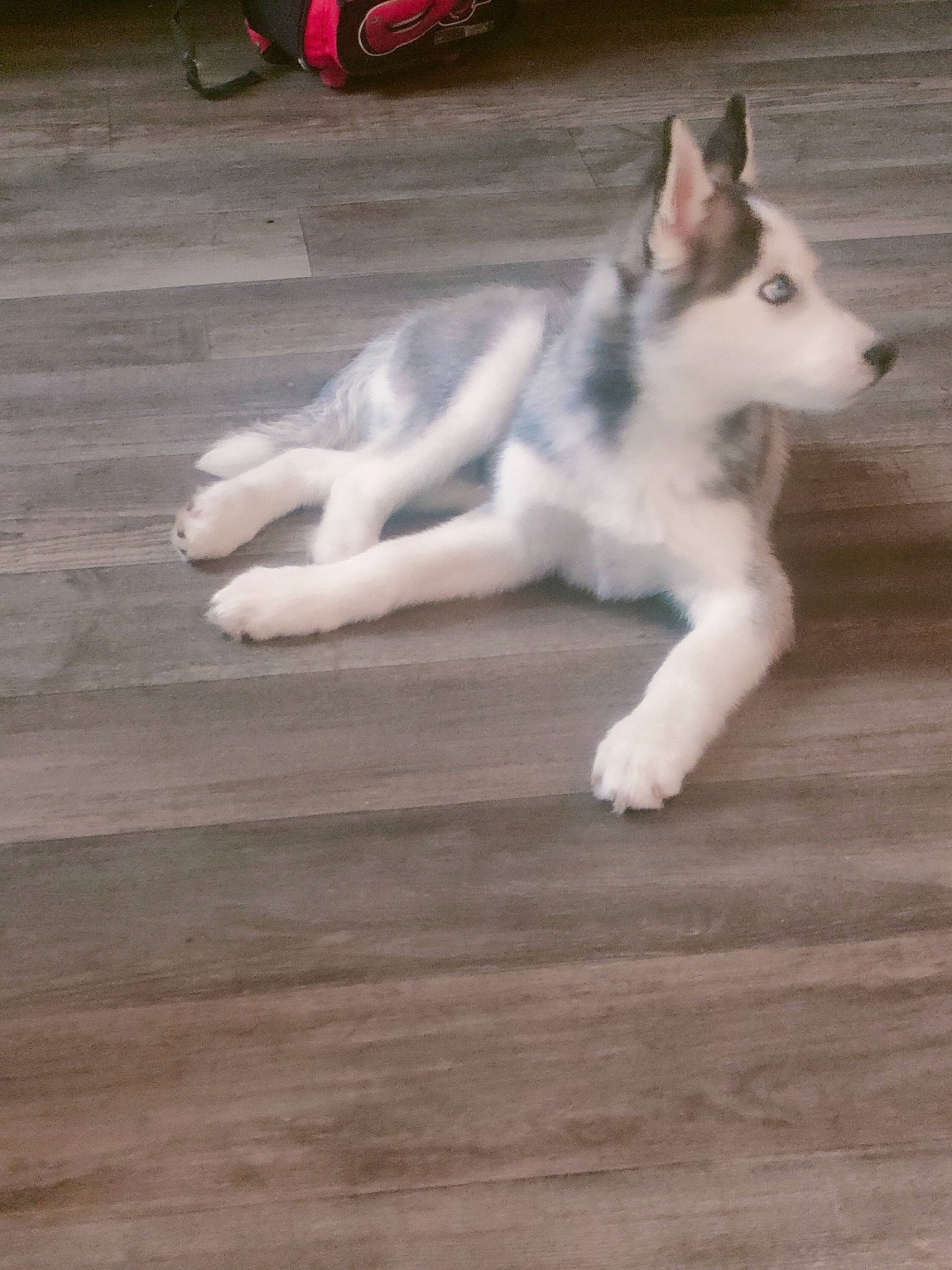 Yukio a rejoint le concours — aidez-le/la à gagner de superbes lots ! carnivore, companion_dog, dog, dog_breed, floor, flooring, foot, fur, hardwood, laminate_flooring, paw, plank, sporting_group, tail, terrestrial_animal, varnish, wood, wood_flooring, wood_stain, working_animal