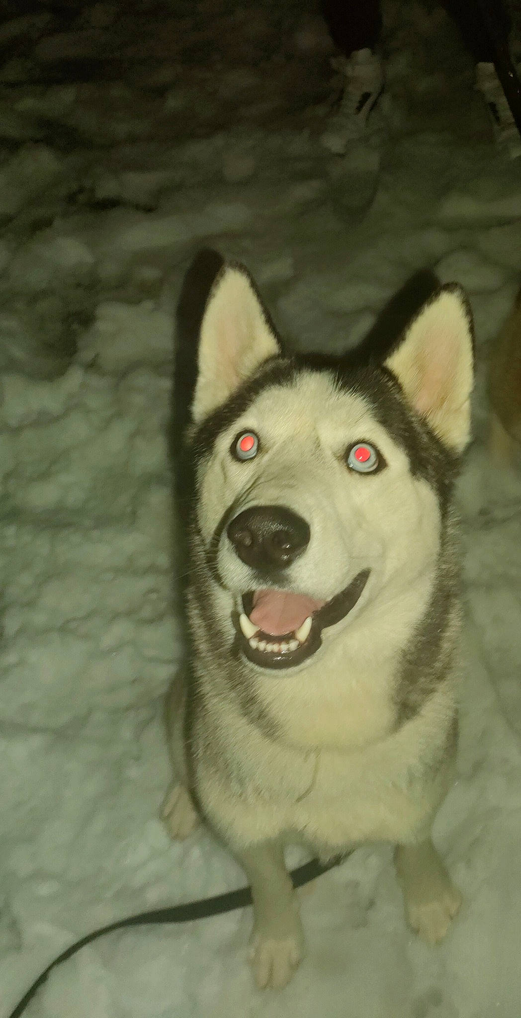 Yukio a rejoint le concours — aidez-le/la à gagner de superbes lots ! ancient_dog_breeds, canis, carnivore, dog, dog_breed, fur, jaw, non_sporting_group, siberian_husky, sled_dog, snout, snow, terrestrial_animal, whiskers, winter, wolf, working_dog